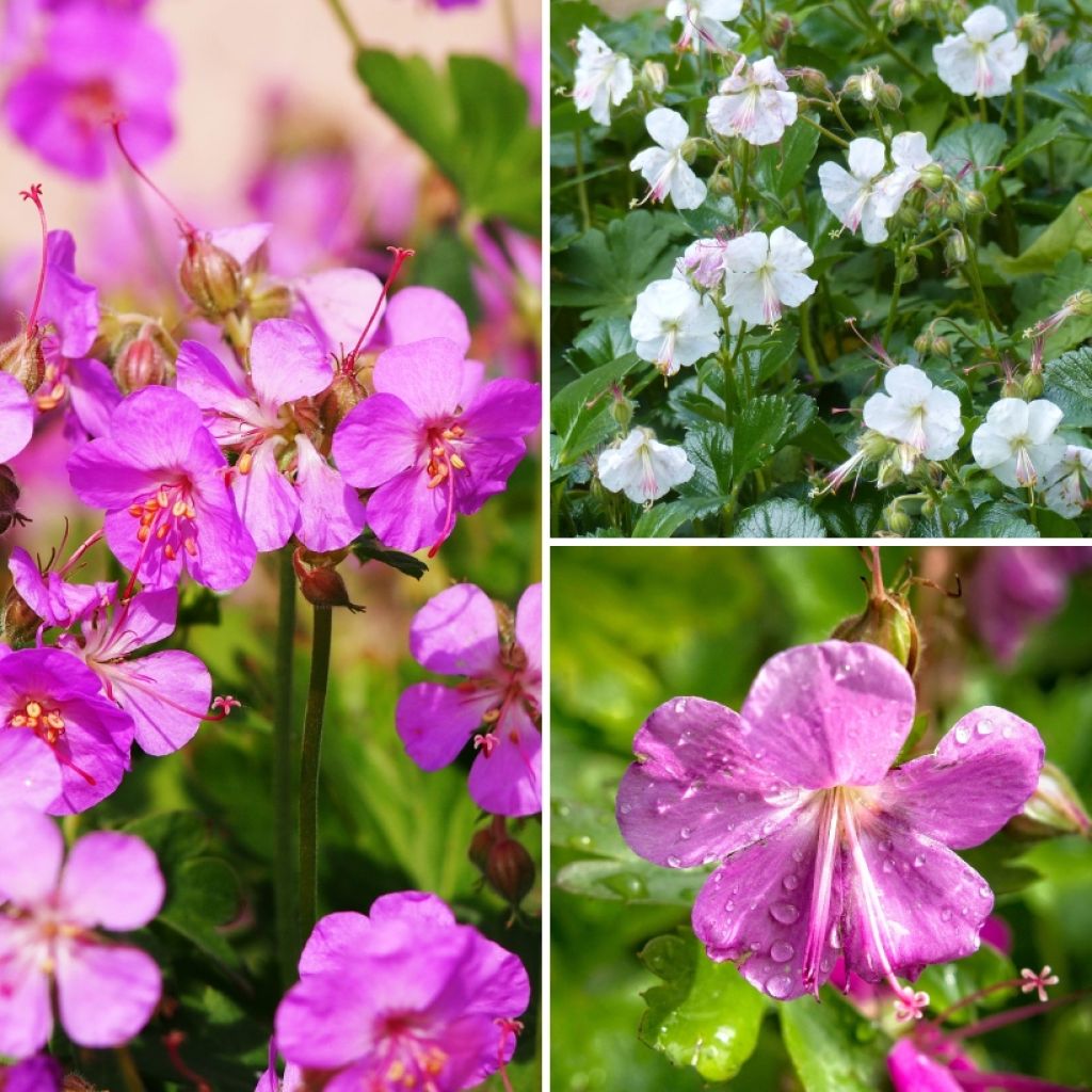 Collection Géraniums vivaces couvre-sol