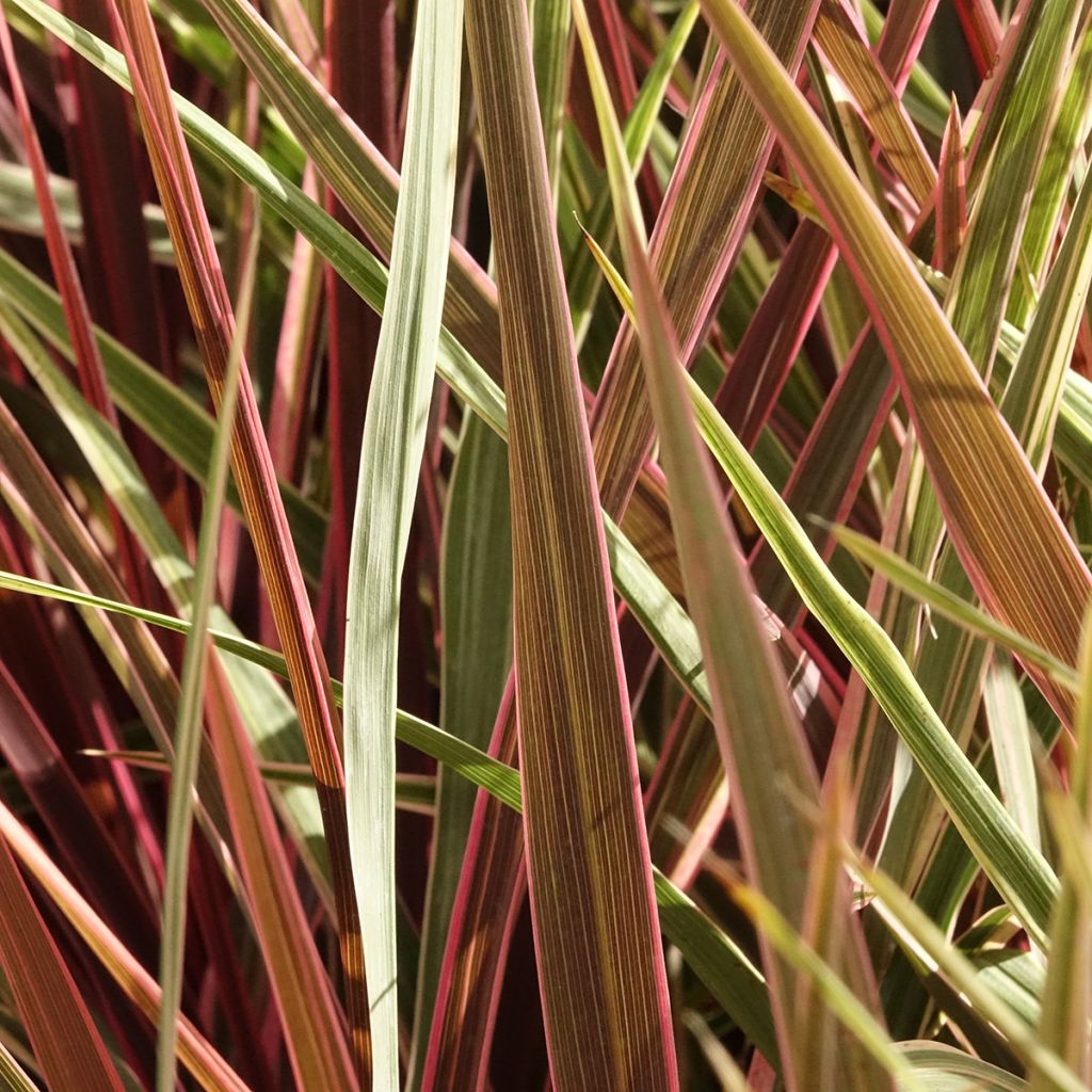 Cordyline Can Can