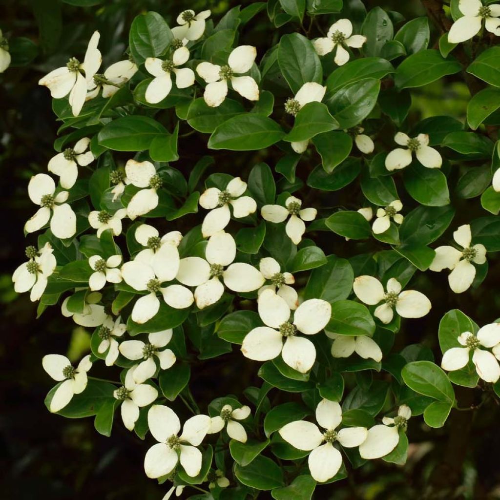 Cornus hongkongensis