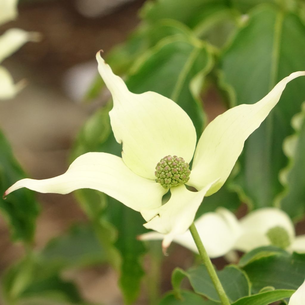Cornus kousa Big Apple - Cornouiller du Japon