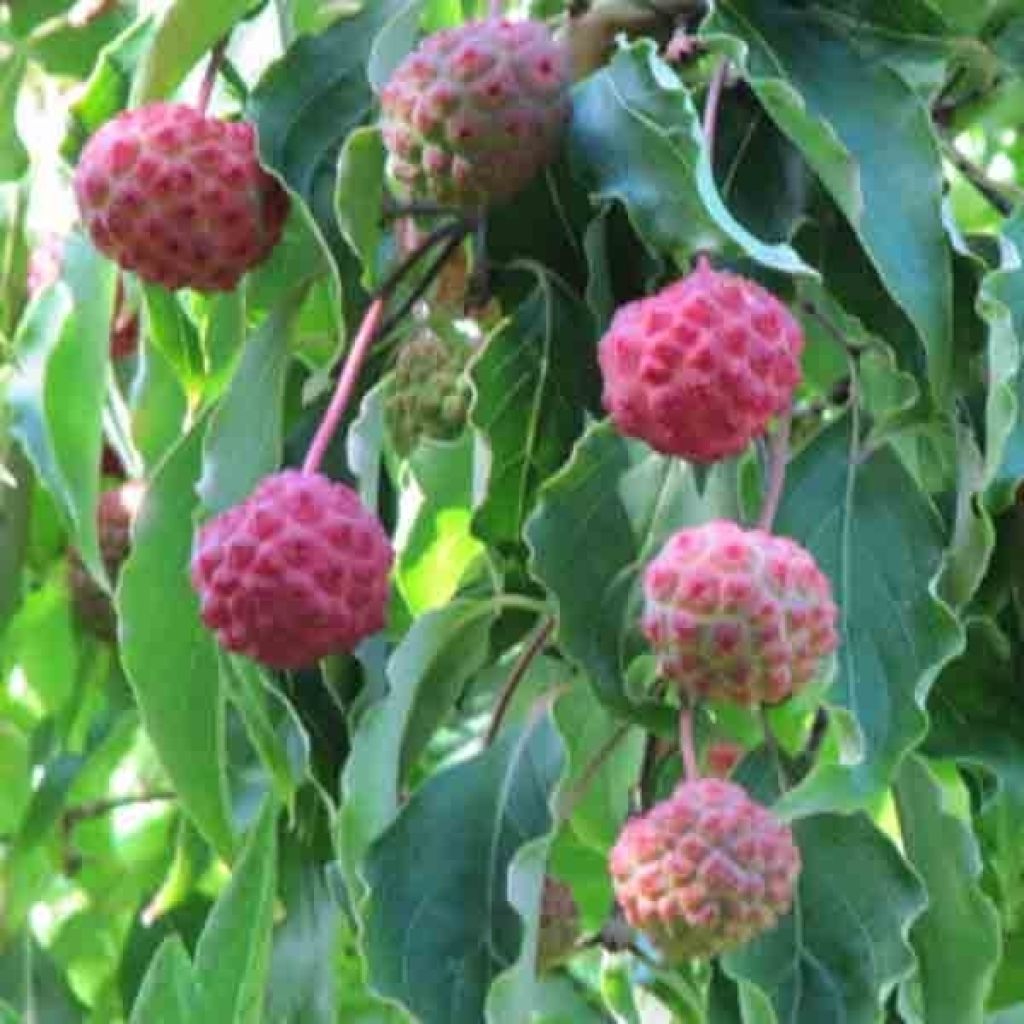 Cornus Kousa Milky Way- Cornouiller du Japon blanc