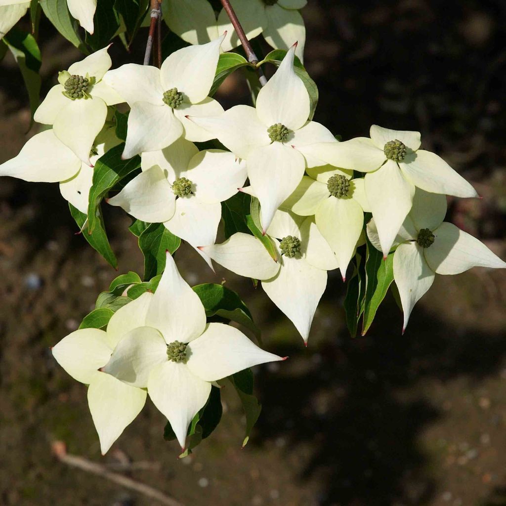 Cornus Kousa Milky Way- Cornouiller du Japon blanc
