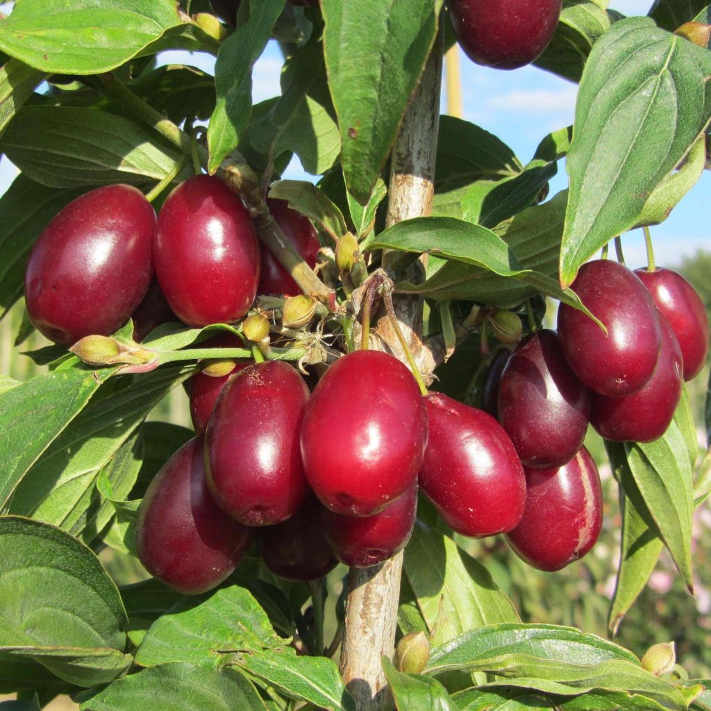 Cornus mas Jolico - Cornouiller mâle
