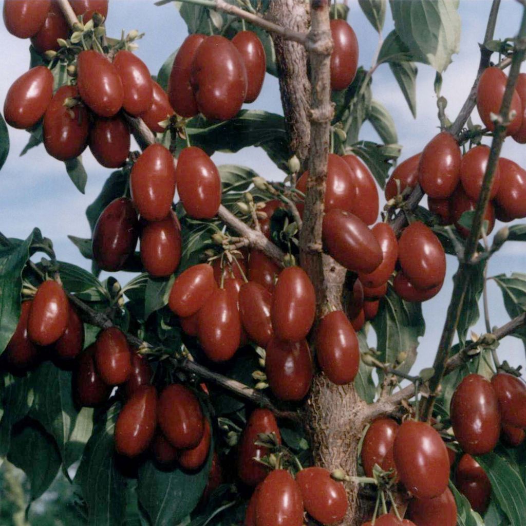 Cornus mas Jolico - Cornouiller mâle