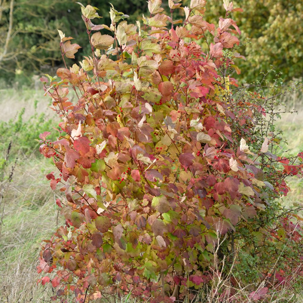 Cornus sanguinea - Cornouiller sanguin
