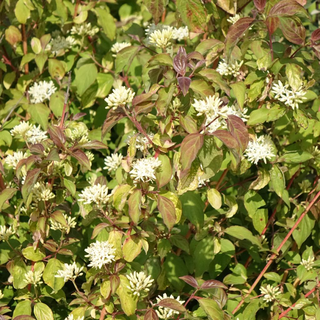 Cornus sanguinea Mid Winter Fire - Cornouiller sanguin