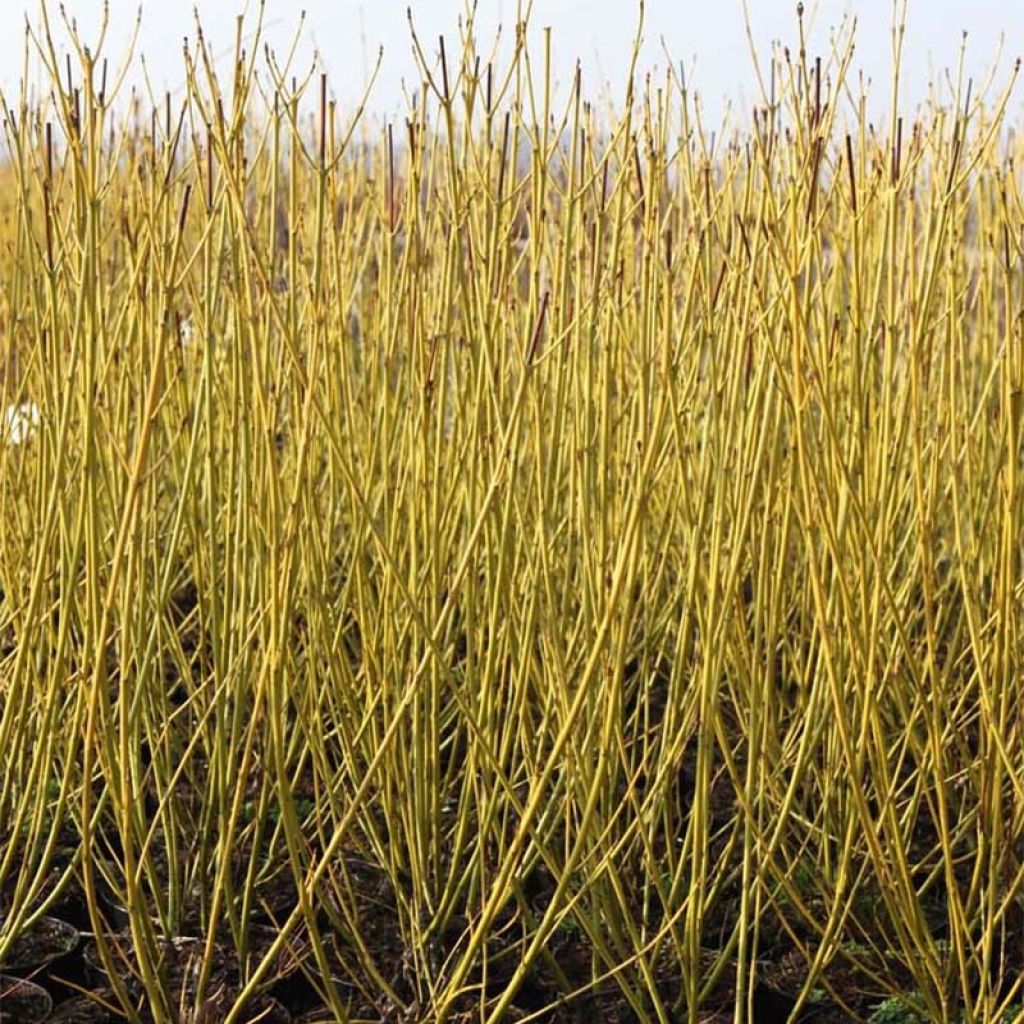 Cornus sericea Budd's Yellow - Cornouiller stolonifère.