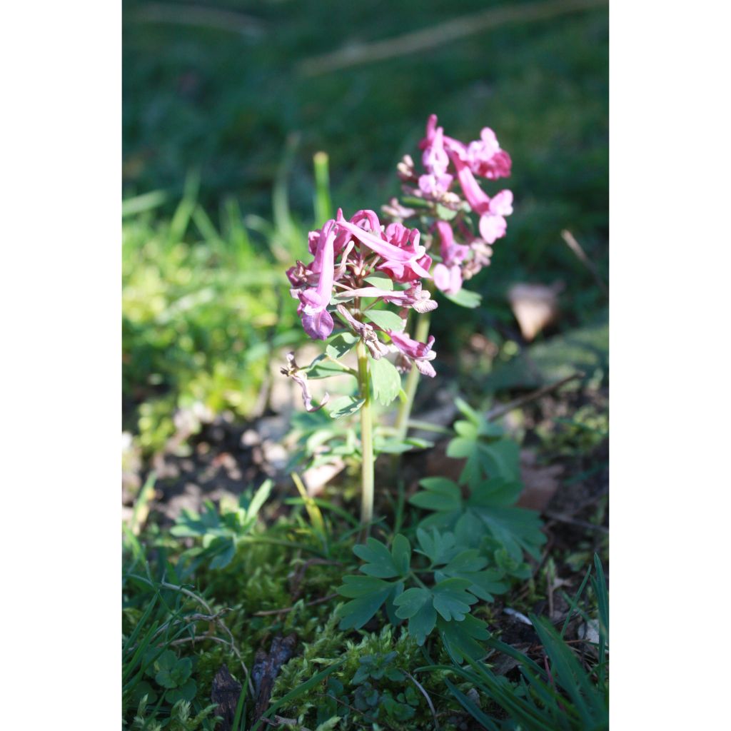 Corydalis solida Purple Bird - Corydale bulbeuse