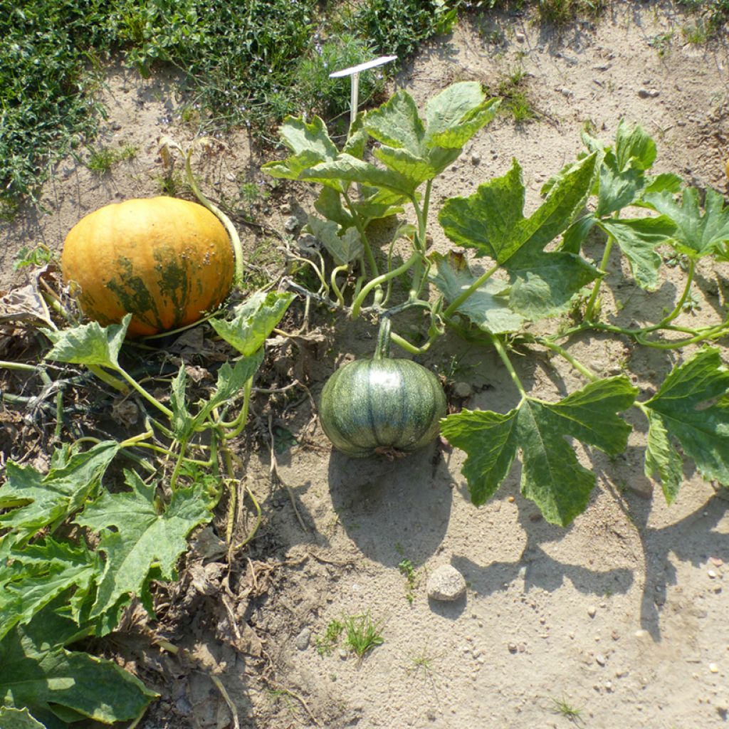 Courge à huile Miranda