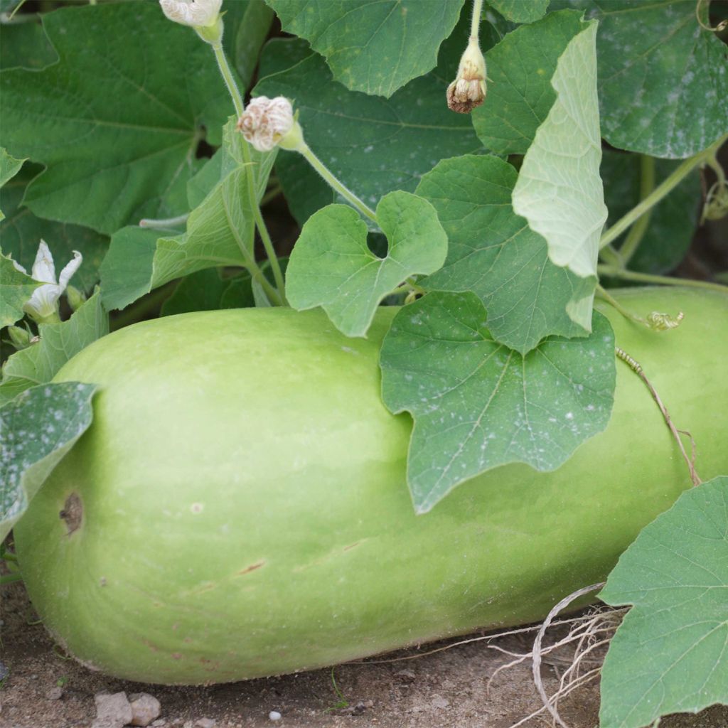 Courge Massue Bio - Ferme de Sainte Marthe