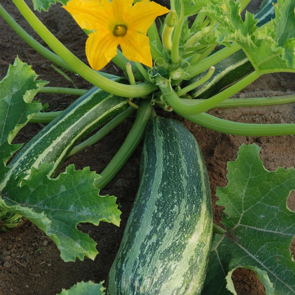 Courgette Coucourzelle AB - Ferme de Ste Marthe