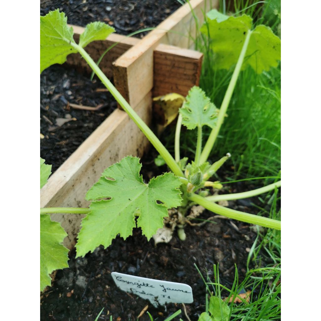 Courgette jaune Orelia F1 en plants