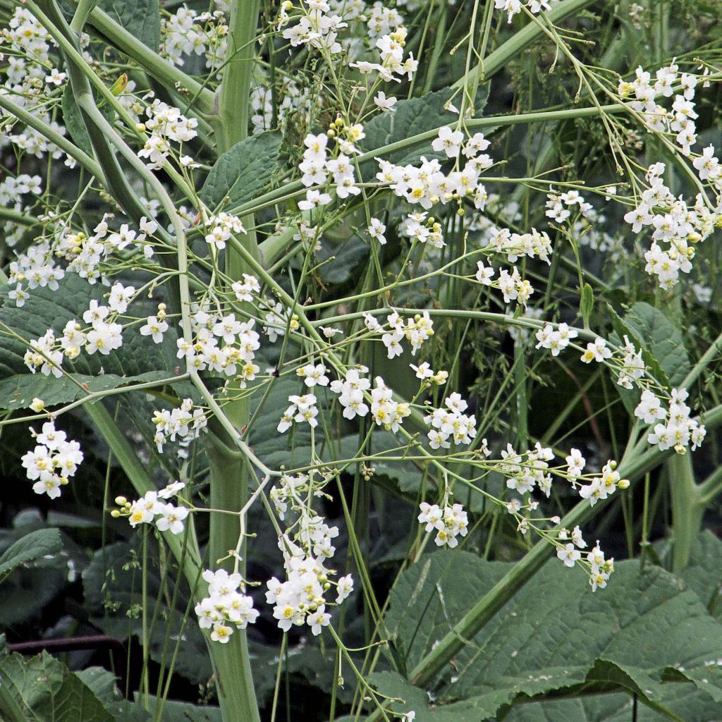 Crambe Cordifolia