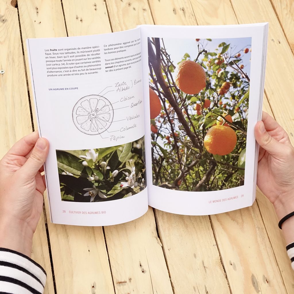 Cultiver des agrumes bio
