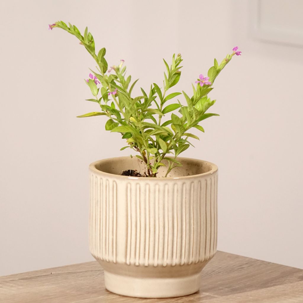 Cuphea hyssopifolia Purple - Fausse bruyère, Etoile du Mexique