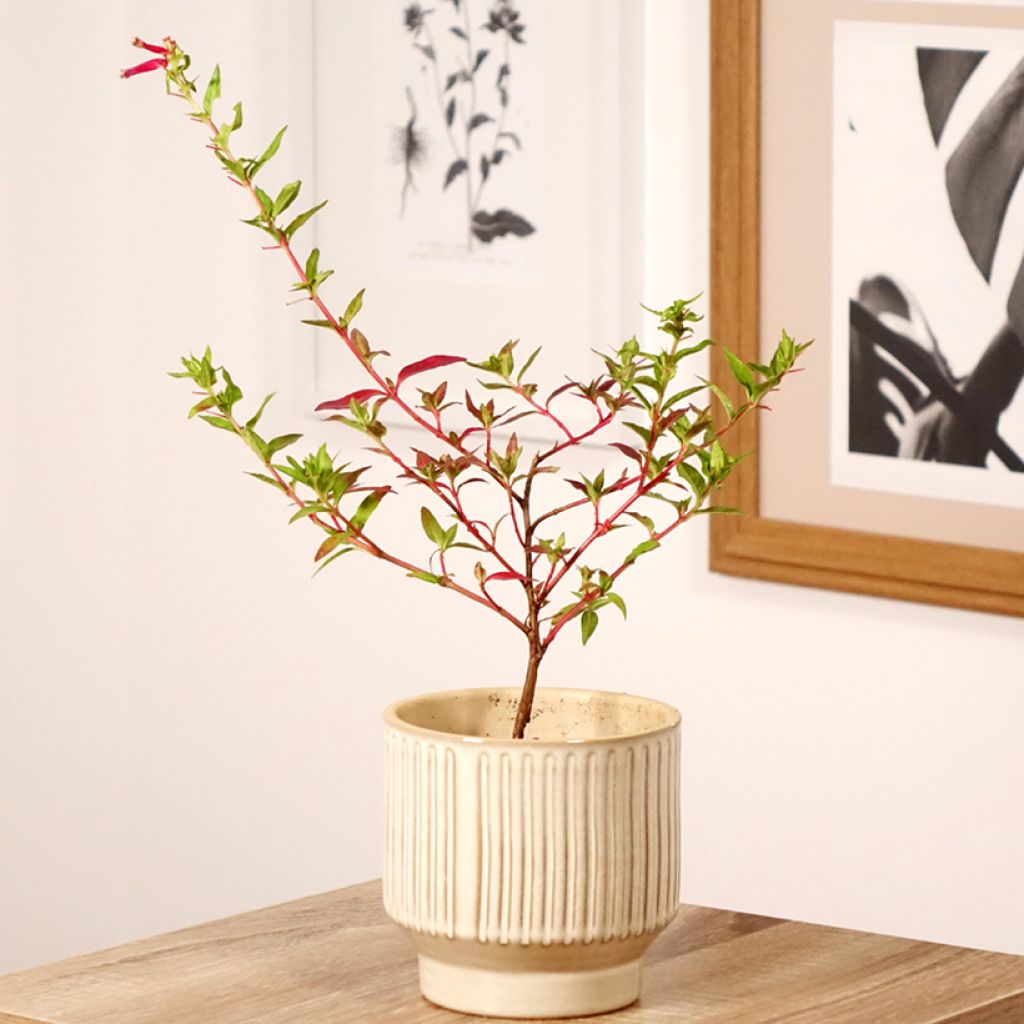 Cuphea Twinkle Pink - Plante cigarette