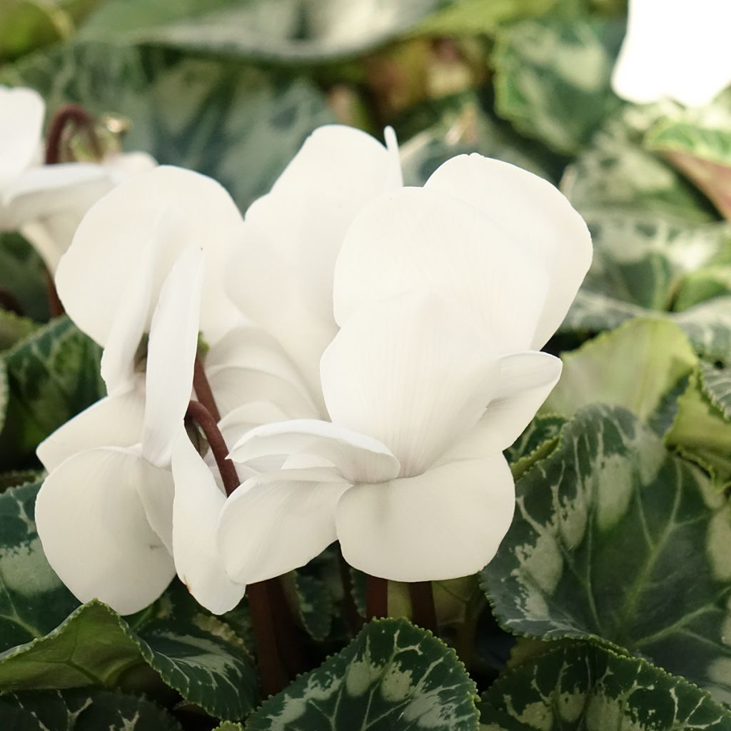 Cyclamen de Perse blanc