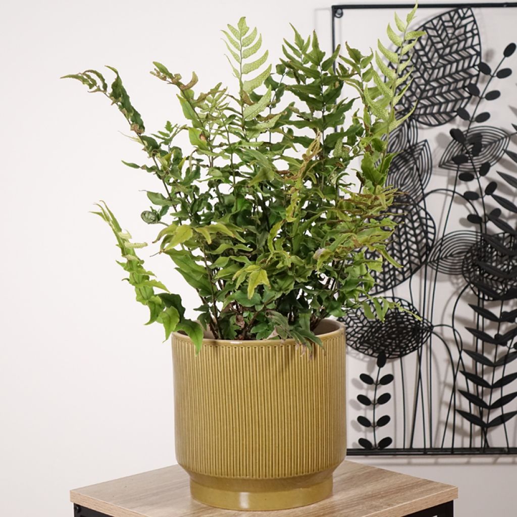 Cyrtomium fortunei - Fougère persistante