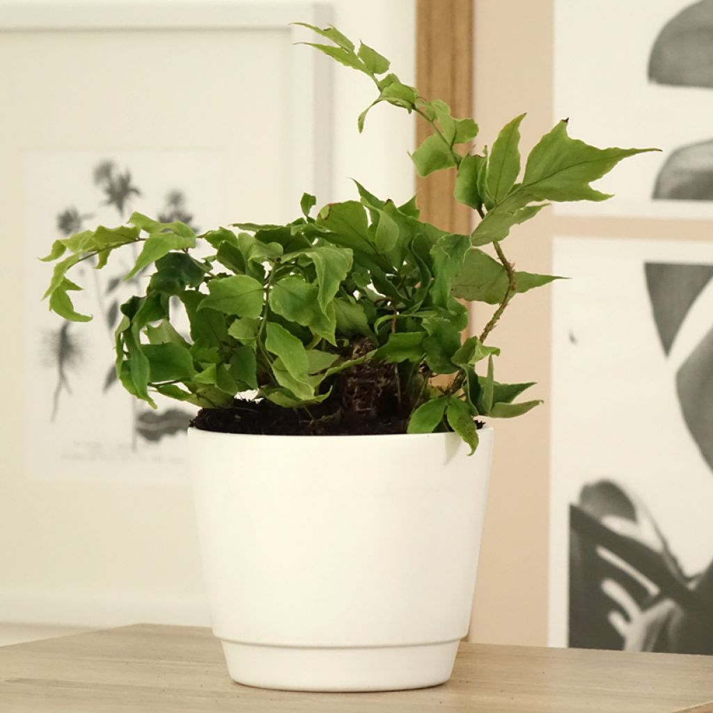 Cyrtomium fortunei var. clivicola - Fougère