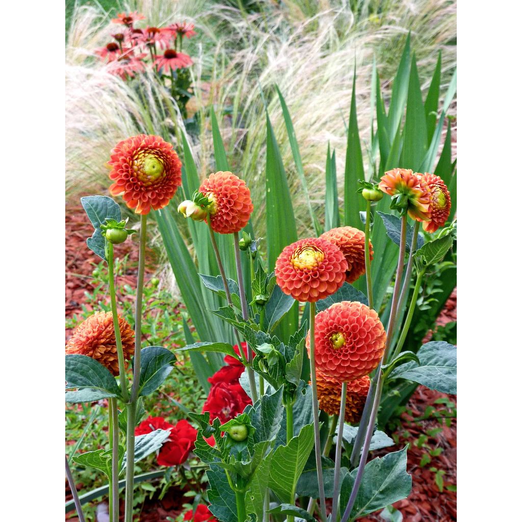 Dahlia balle Bantling