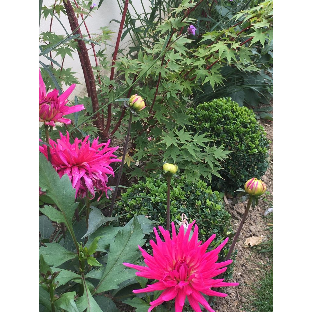 Dahlia cactus nain Blue Record