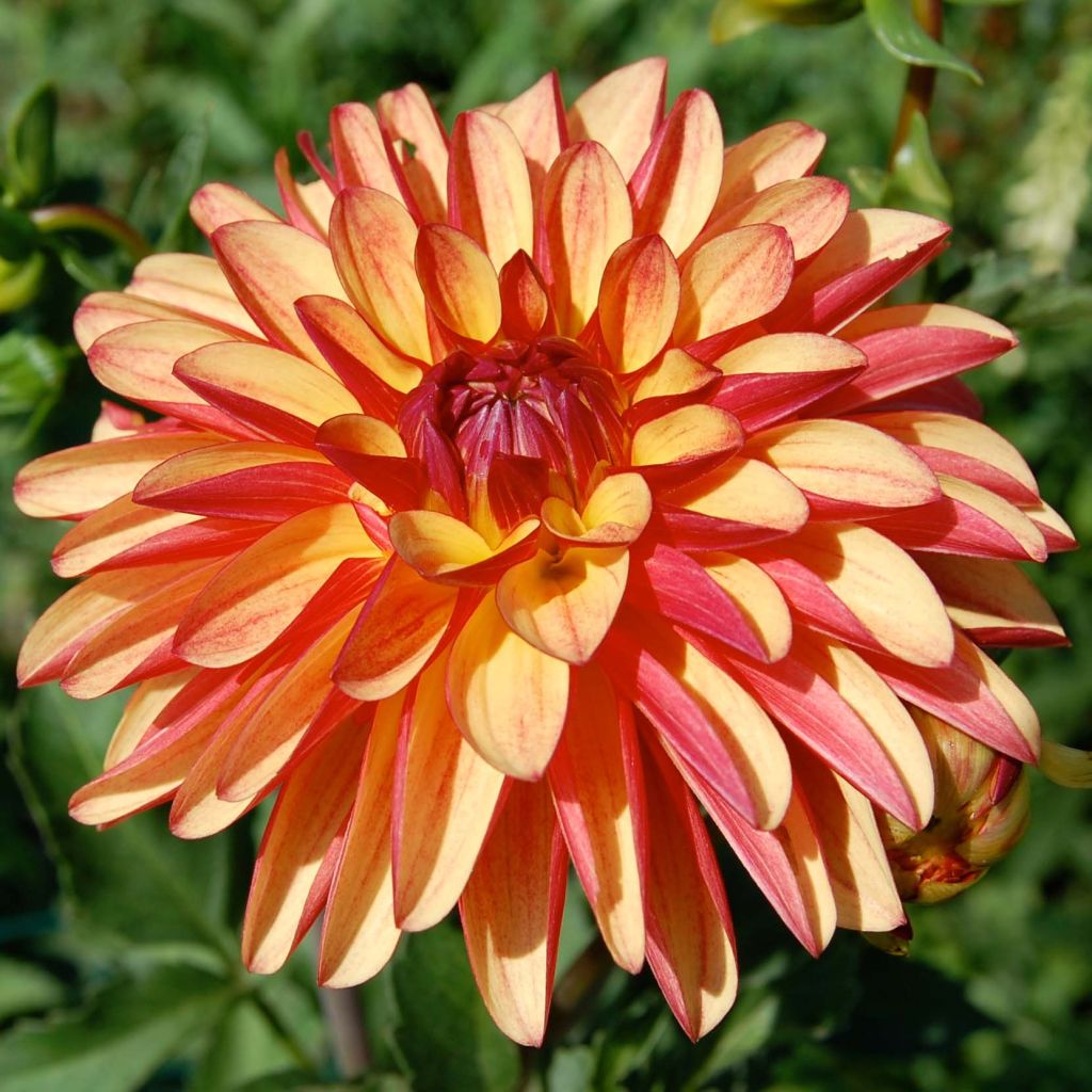 Dahlia décoratif Crazy Legs