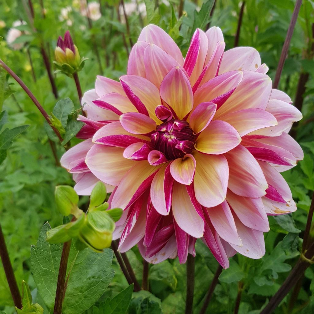 Dahlia décoratif Dark Butterfly