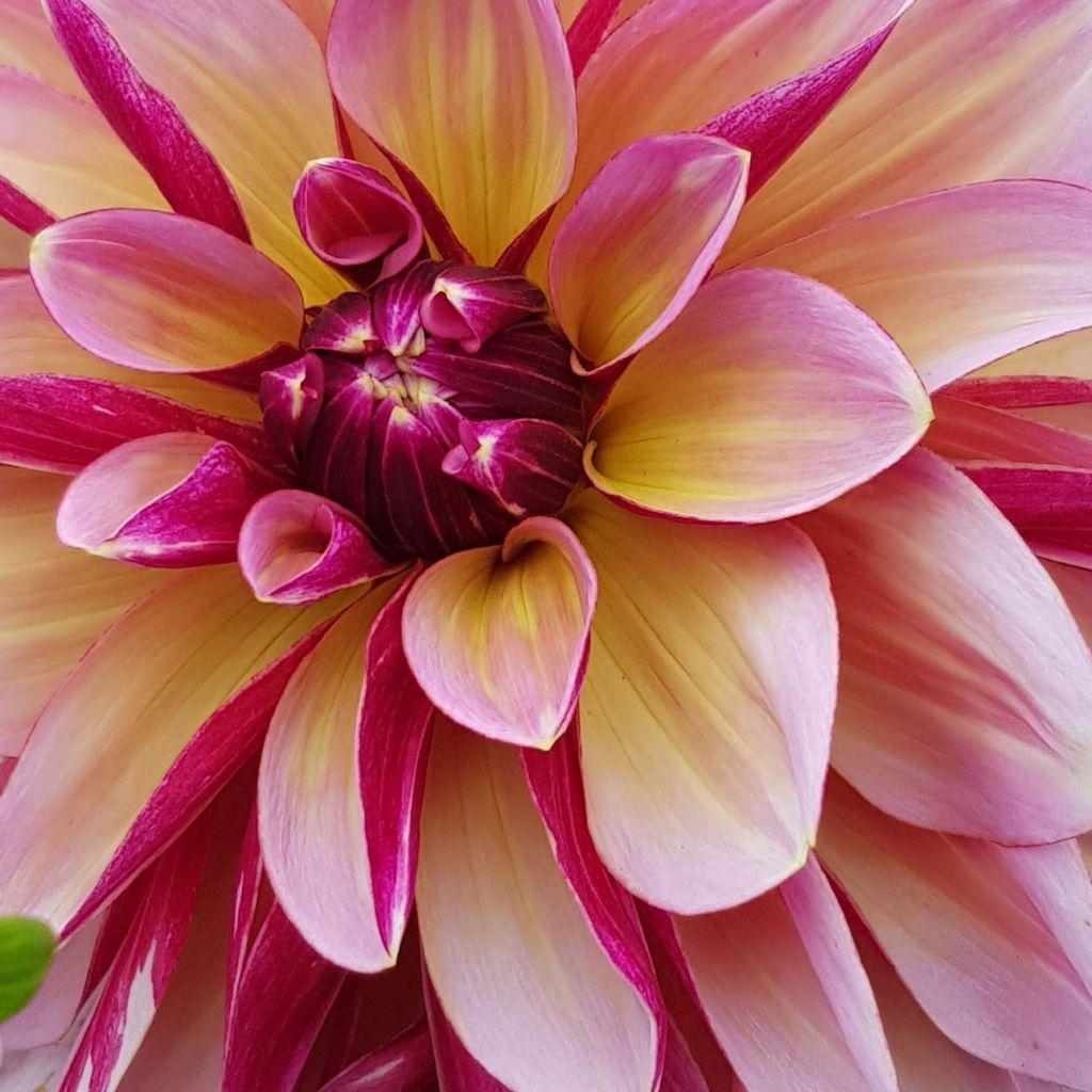 Dahlia décoratif Dark Butterfly