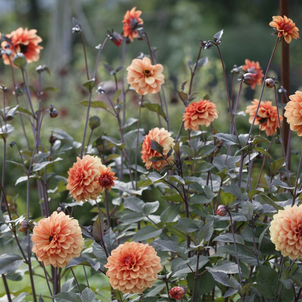 Dahlia décoratif David Howard