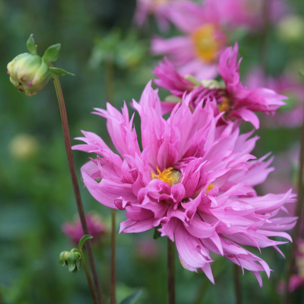 Dahlia décoratif Frizzle Sizzle