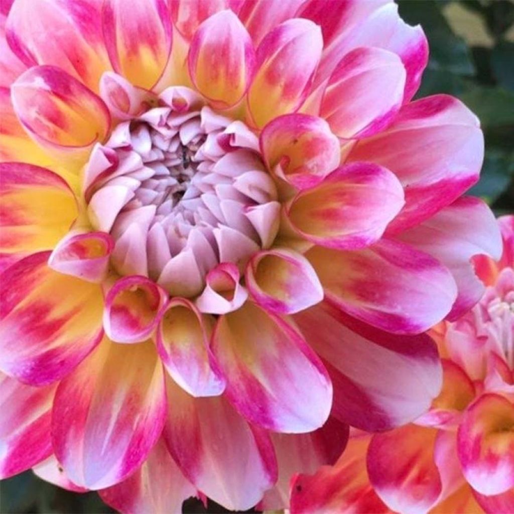 Dahlia décoratif Hawaii
