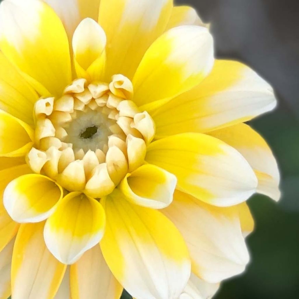 Dahlia décoratif Lemon Cane