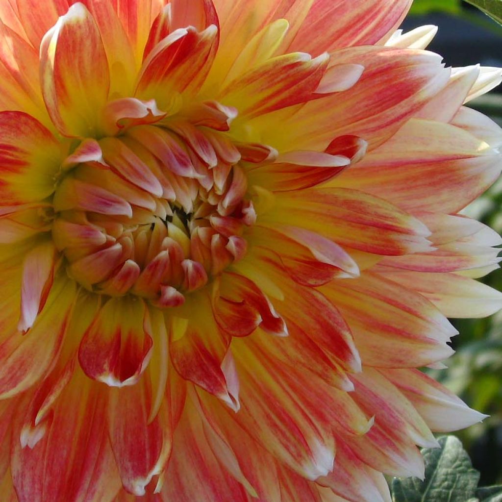 Dahlia décoratif Peaches and Cream
