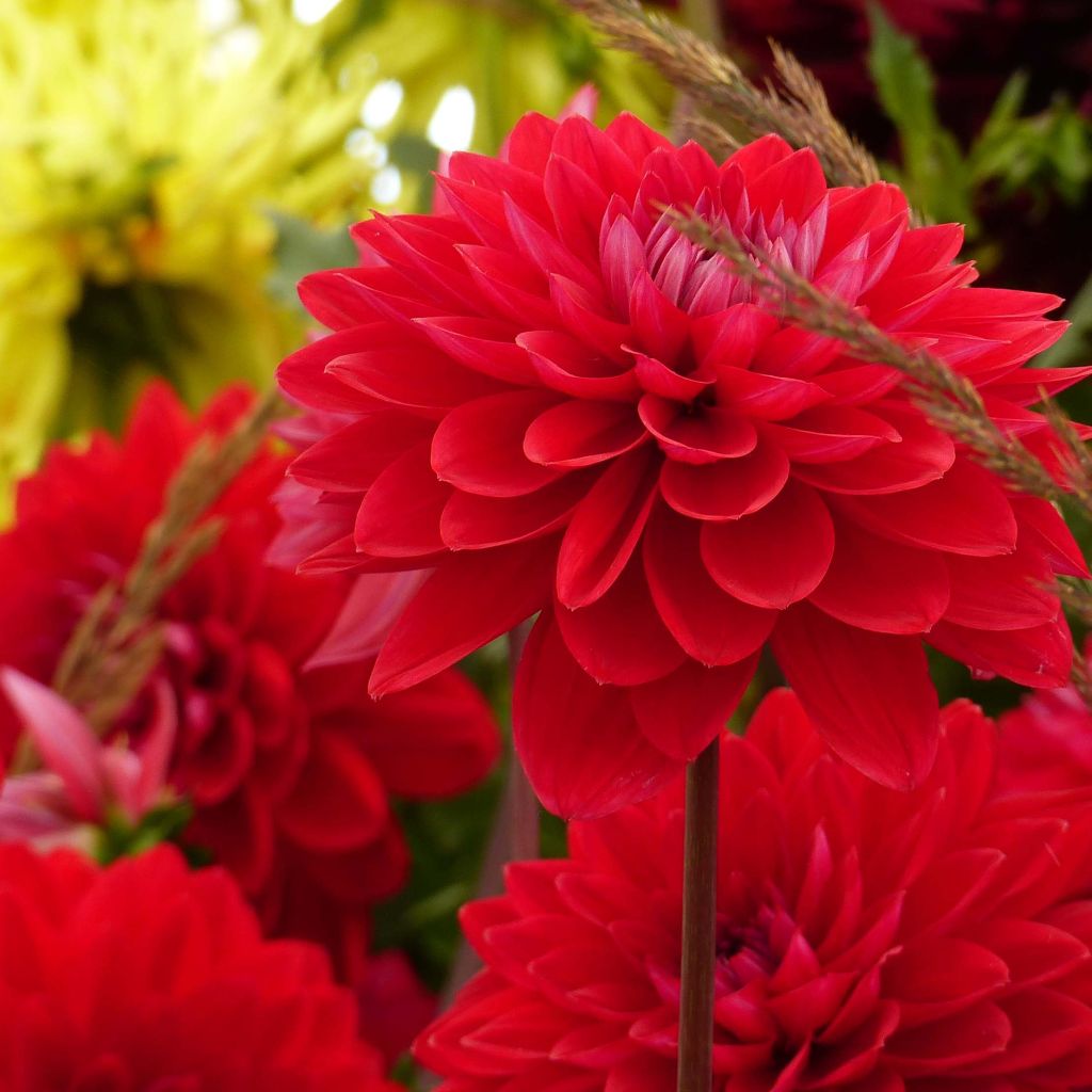 Dahlia décoratif Philadelphia