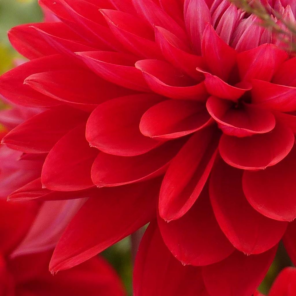 Dahlia décoratif Philadelphia