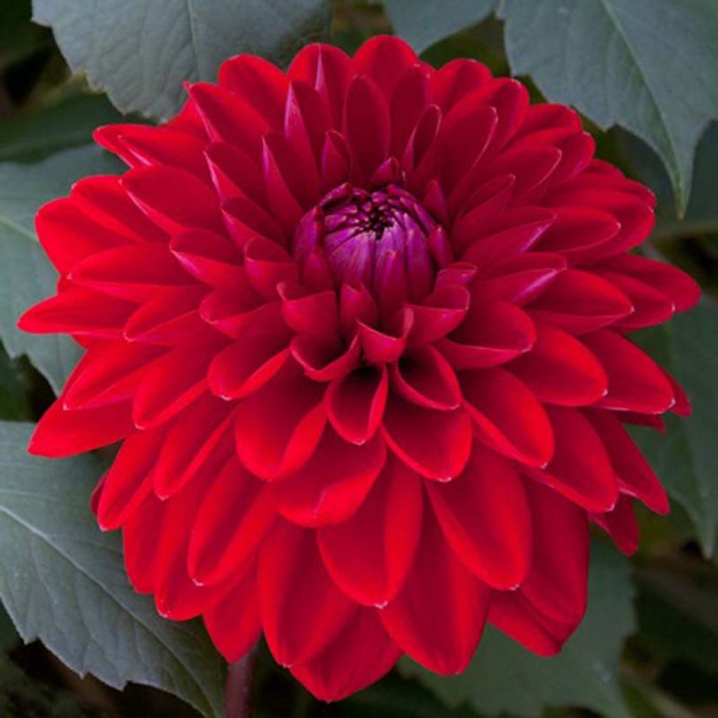 Dahlia décoratif Philadelphia