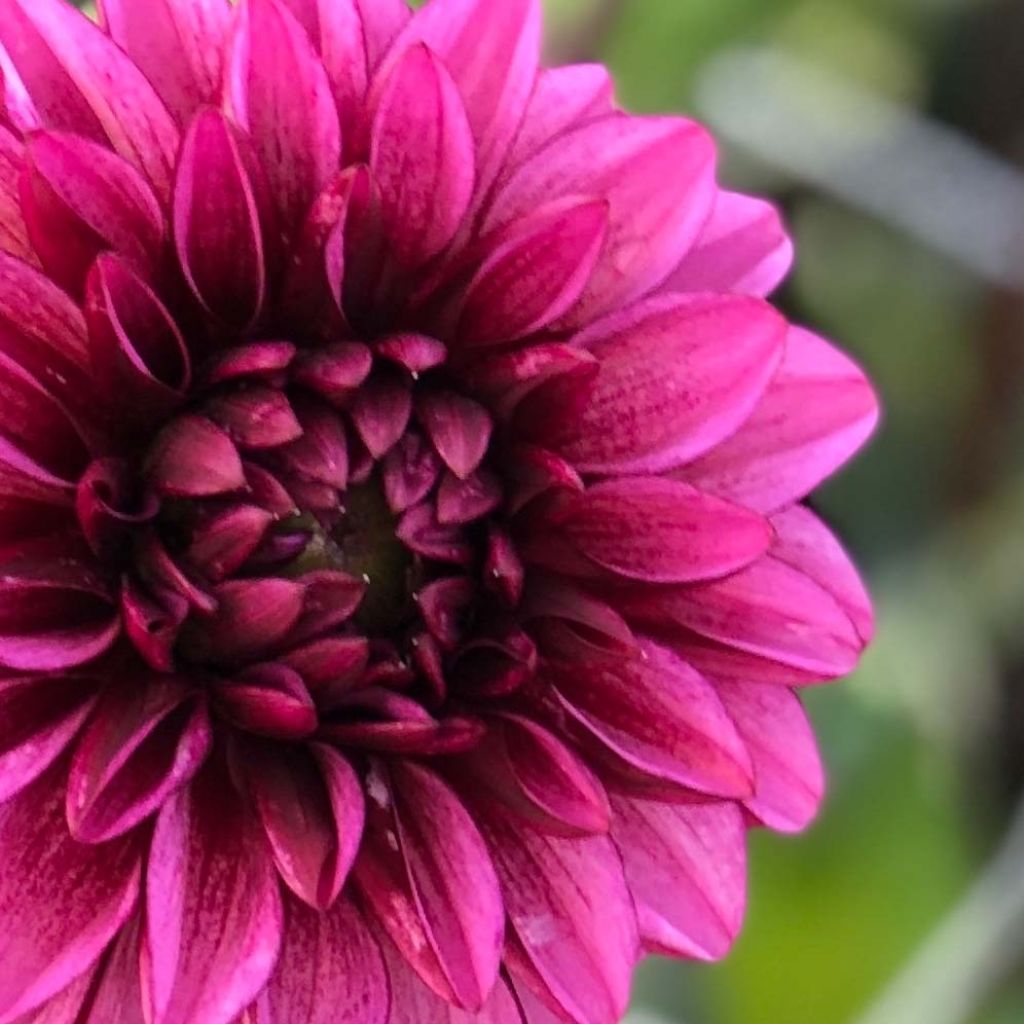 Dahlia décoratif Seniors Hope