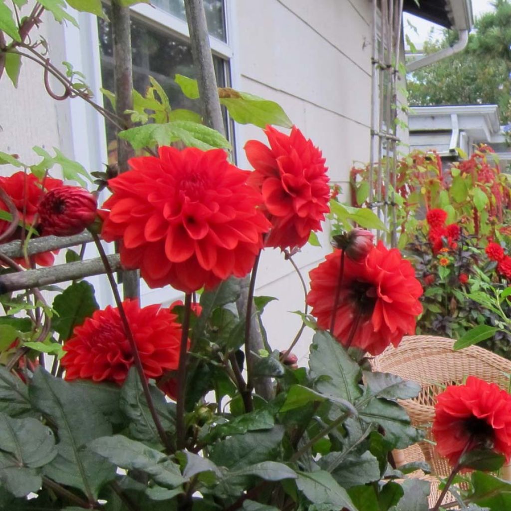 Dahlia nain Ellen Houston 