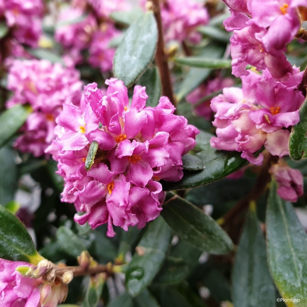 Daphné hybride Sweetheart