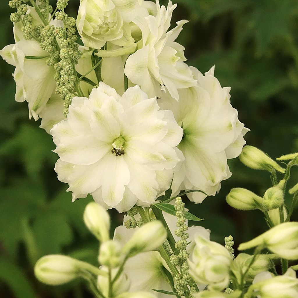 Delphinium elatum Double Innocence - Pied d'alouette vivace