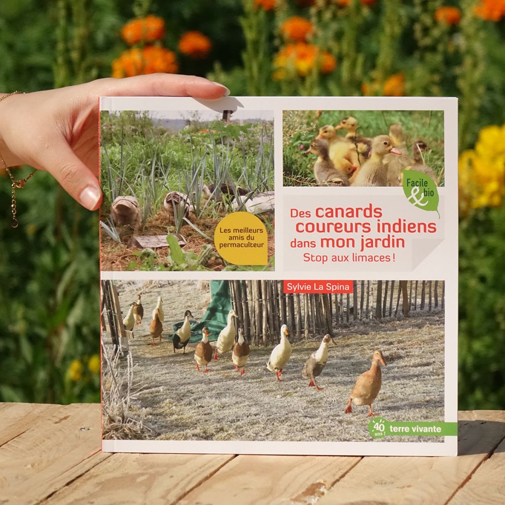Des canards coureurs indiens dans mon jardin