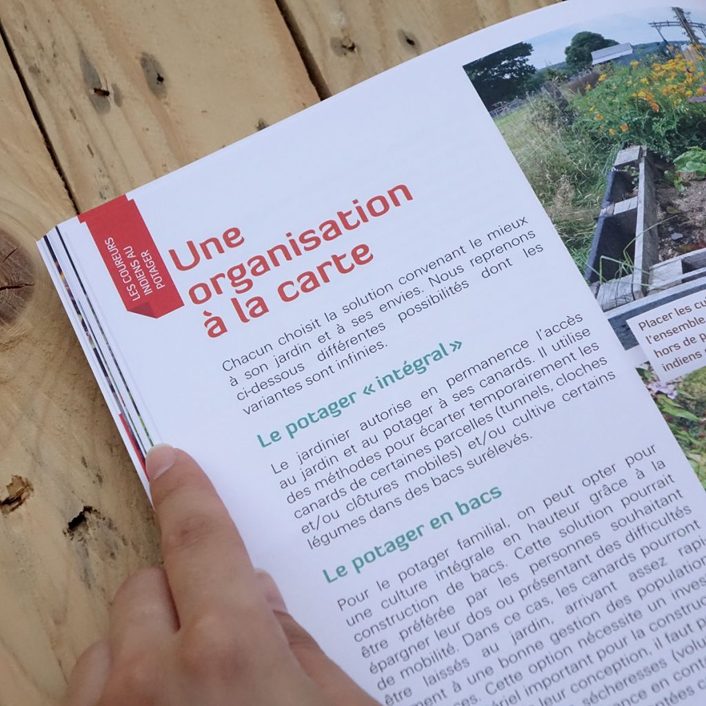 Des canards coureurs indiens dans mon jardin