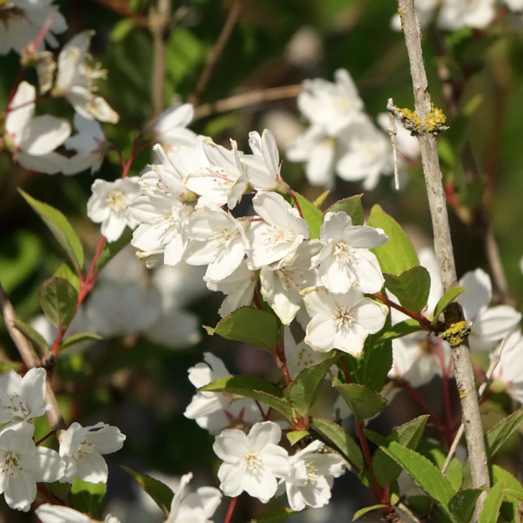 Deutzia rosea Campanulata