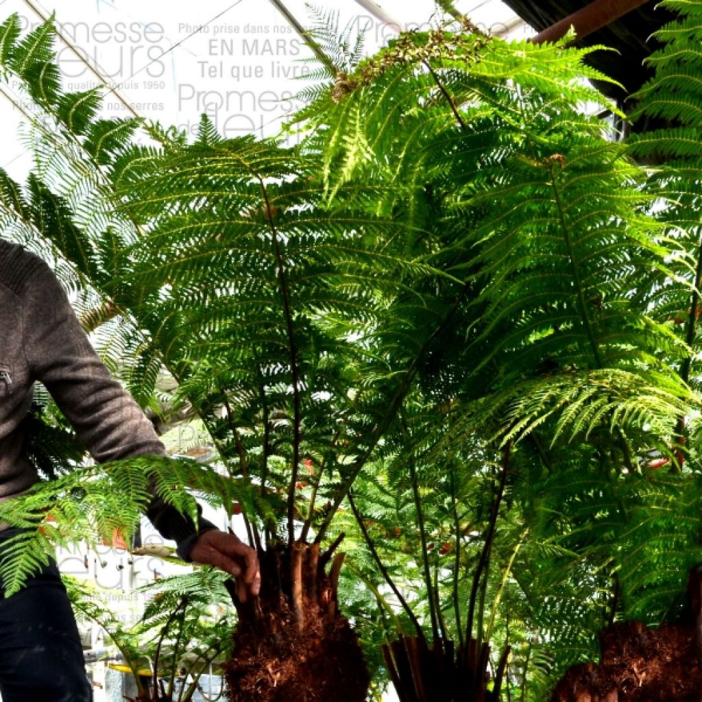 Fougère arborescente - Dicksonia antarctica