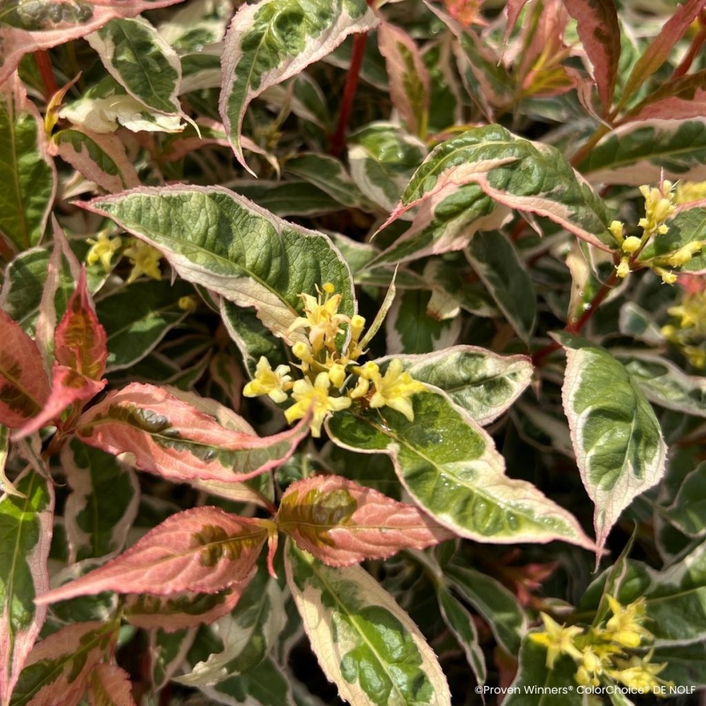 Diervilla Kodiak Mixx