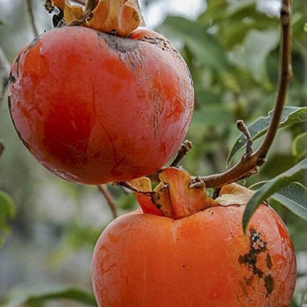 Plaqueminier, Kaki - Diospyros kaki Cioccolatino