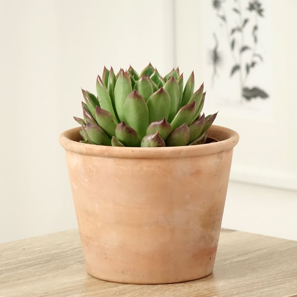 Echeveria agavoides