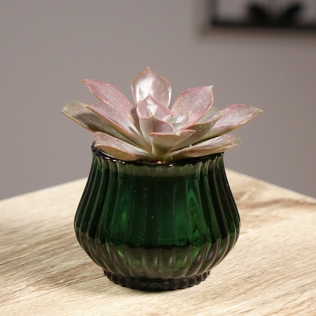 Echeveria Nina