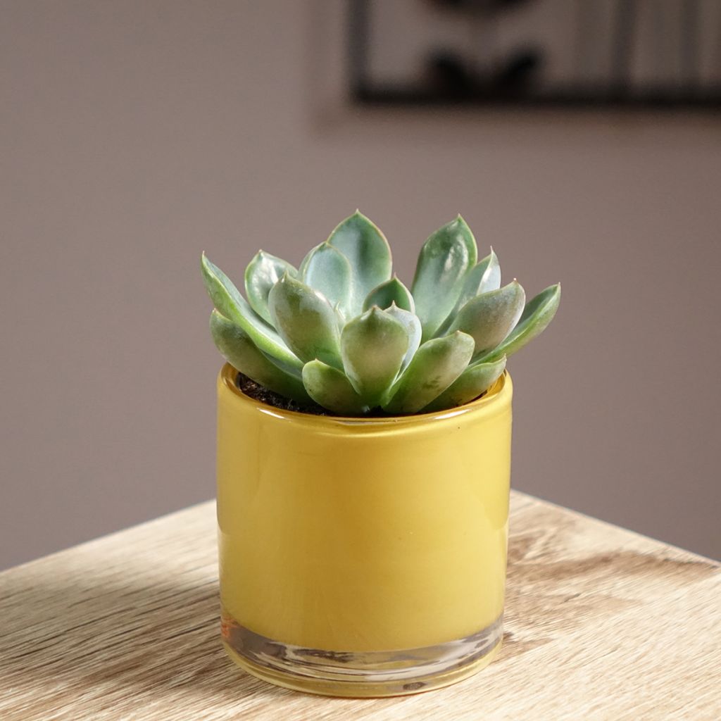 Echeveria Pink Edge