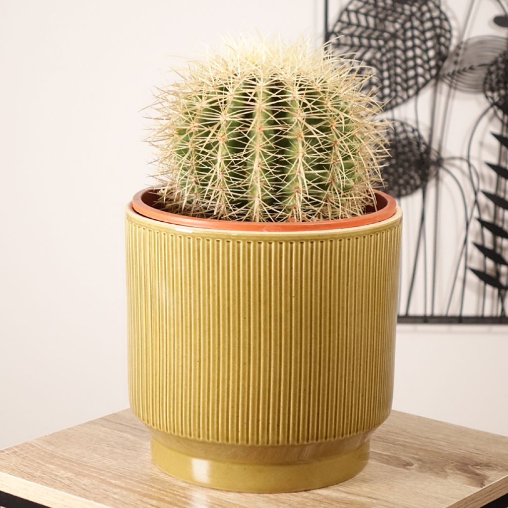 Echinocactus grusonii var. albispinus - Coussin de Belle-mère